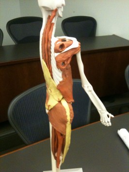 skeleton